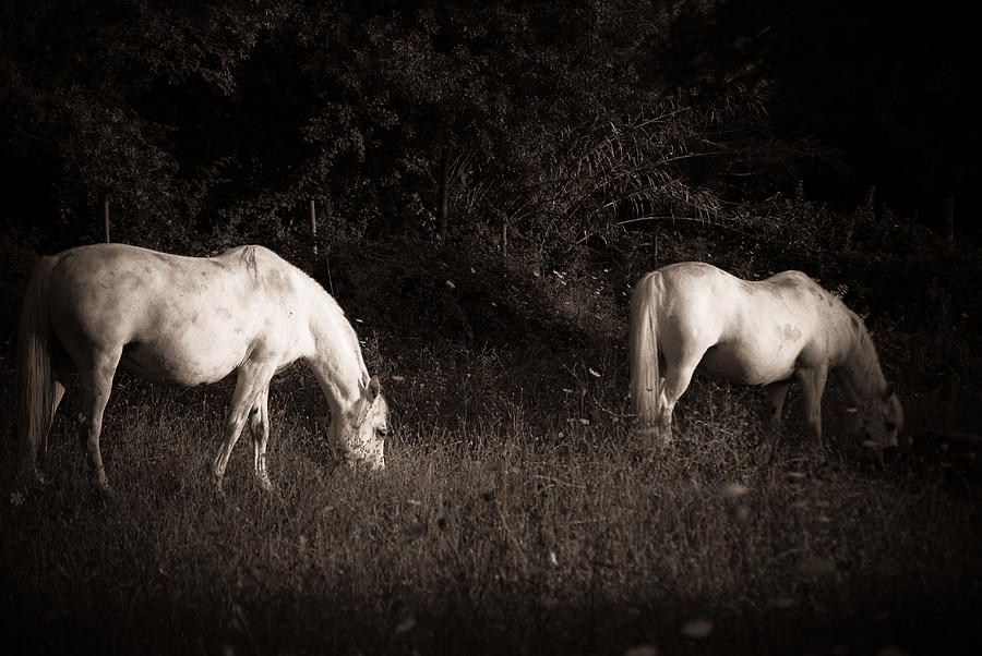 White horses on field Photograph by Antonio Costa