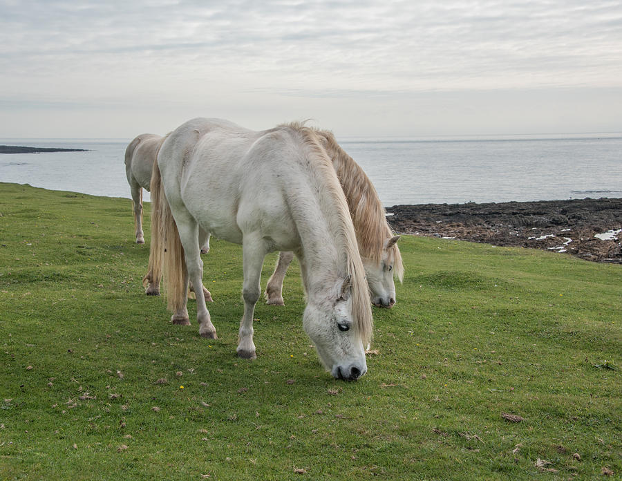 White Horses Photograph by Roy Pedersen