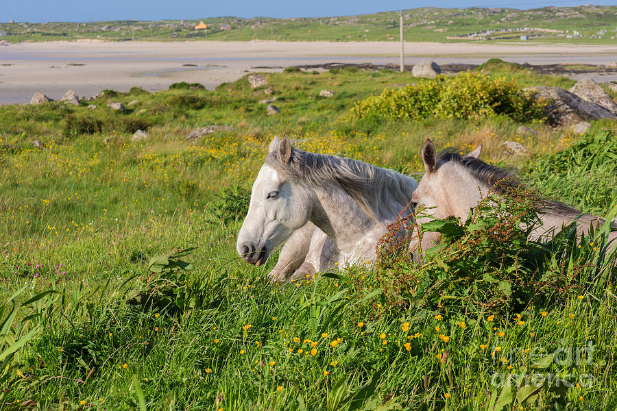 white-horses-photograph-by-scott-carlin-fine-art-america