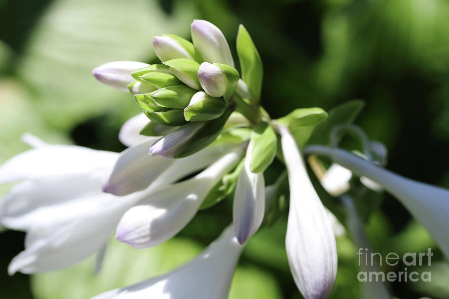 White Hosta Bloom Photograph by Mary Haber