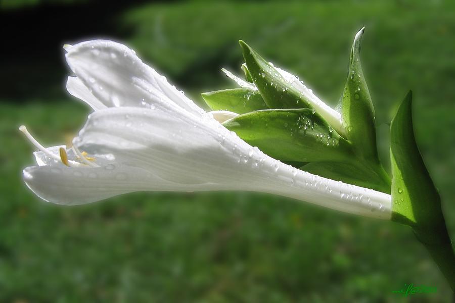 Aphrodite Hosta Flower  Photograph by Maciek Froncisz
