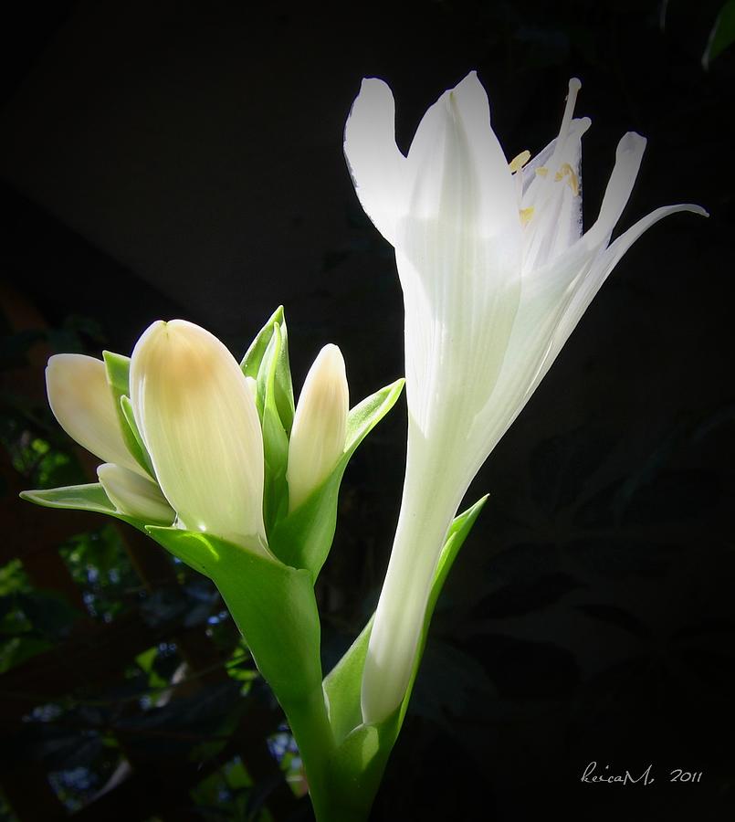 White Hostas Blooming 7 Photograph by Maciek Froncisz