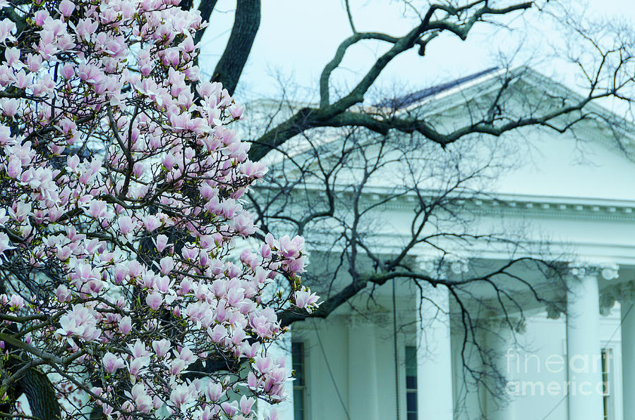 The White House in Spring Photograph by Jonas Luis