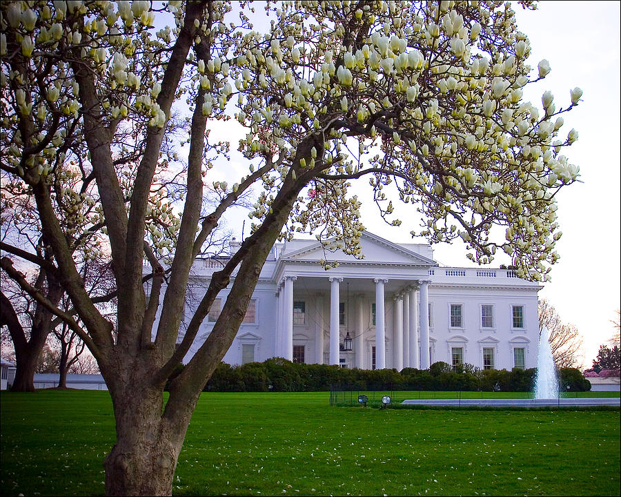 White House Cherry Blossoms Photograph by Helene Toro Fine Art America