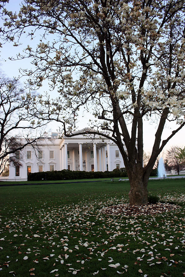 White House Magnolia Photograph by Mary Haber
