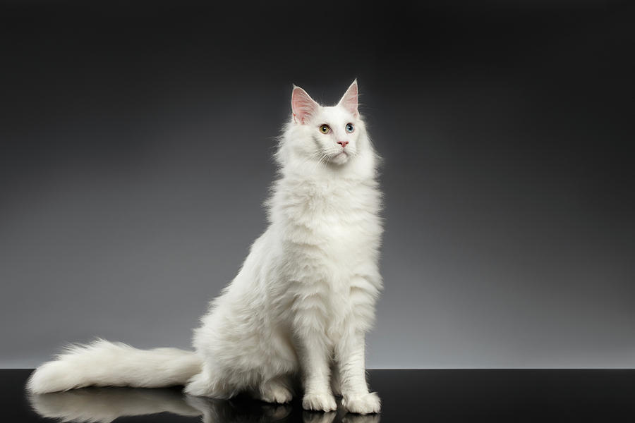 Cat Photograph - White Huge Maine Coon Cat on Gray Background by Sergey Taran