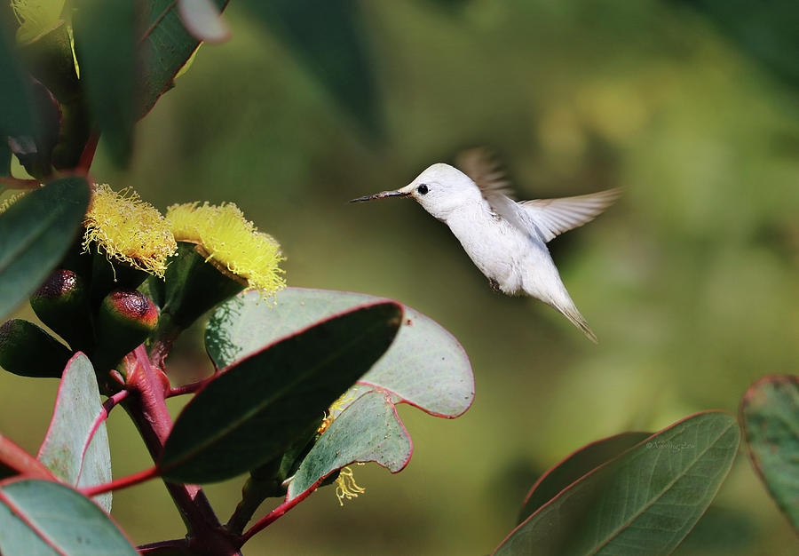 White Hummingbird 1 Photograph by Xueling Zou