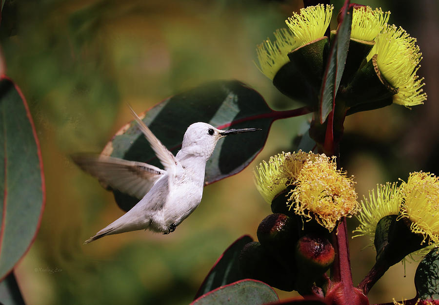 White Hummingbird 2 Pyrography by Xueling Zou