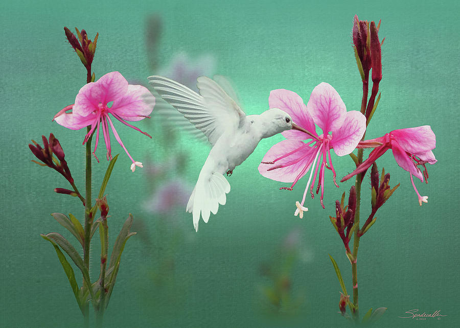Hummingbird Digital Art - White Hummingbird And Pink Guara by M Spadecaller
