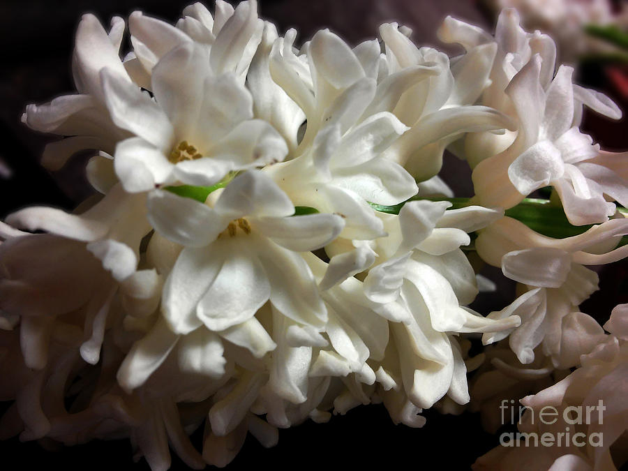 White Hyacinth Photograph by Jasna Dragun