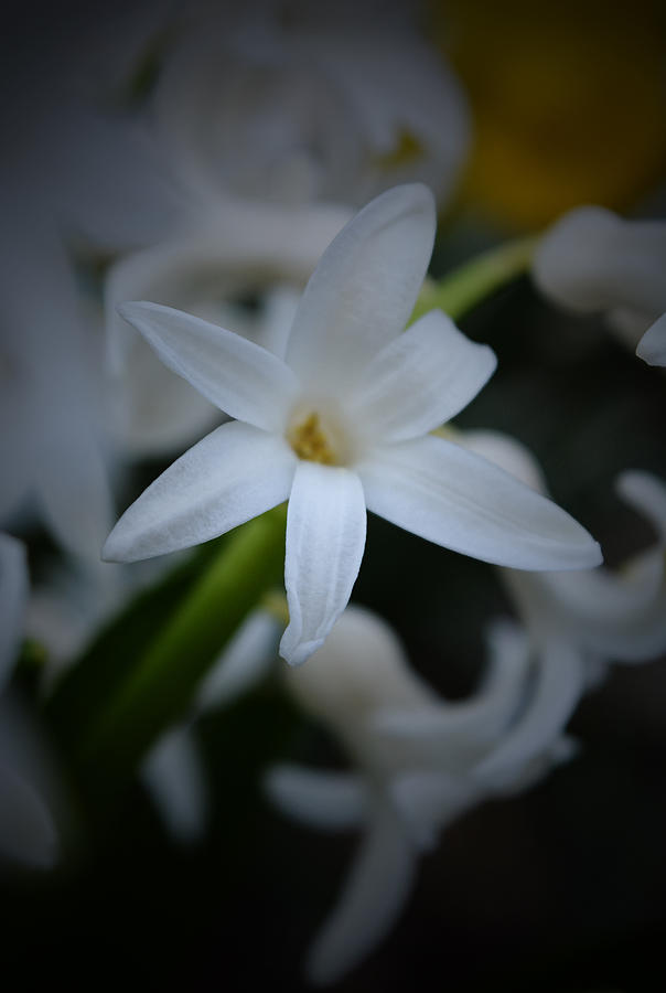 Spring Photograph - White Hyacinth by Richard Andrews