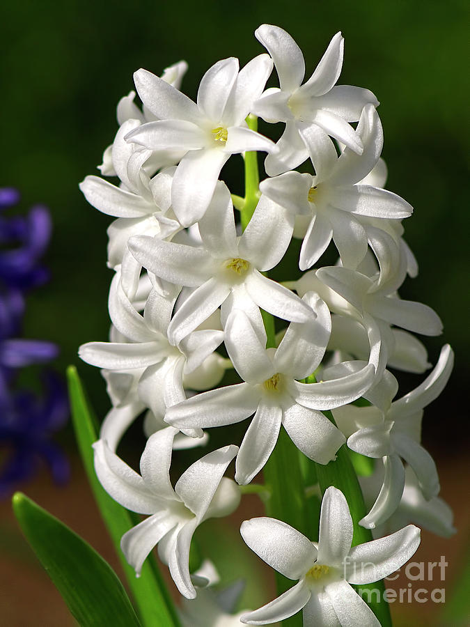 White Hyacinth Photograph by Sharon Talson