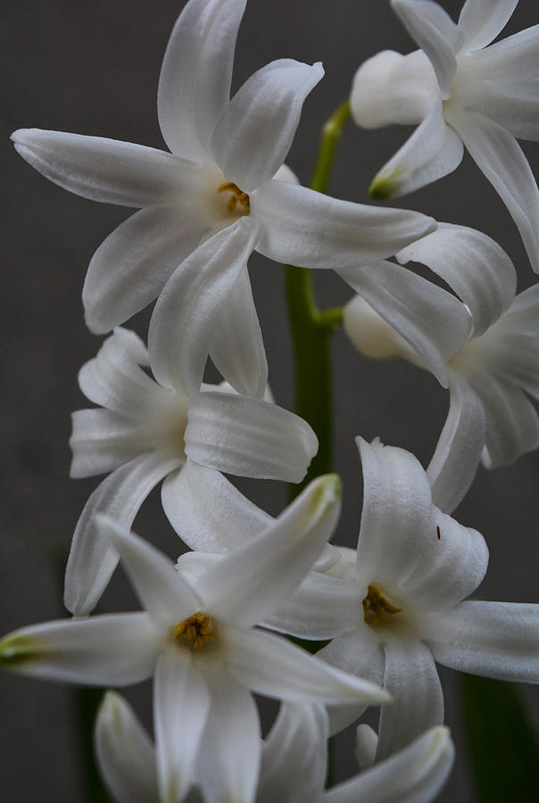 Flower Photograph - White Hyacinths by Richard Andrews