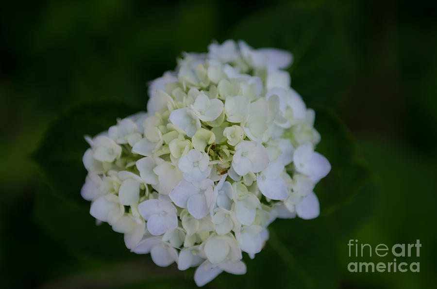 White Hydrangea Blossom Photograph