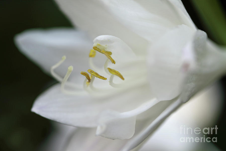 White Hydrangea closeup Photograph by Mary Haber