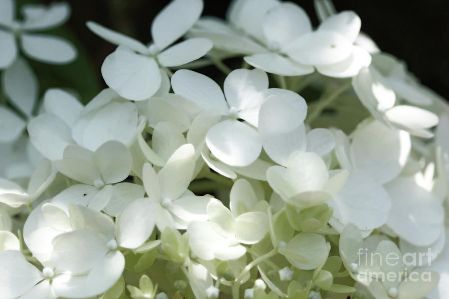 White Hydrangea II Photograph by Mary Haber