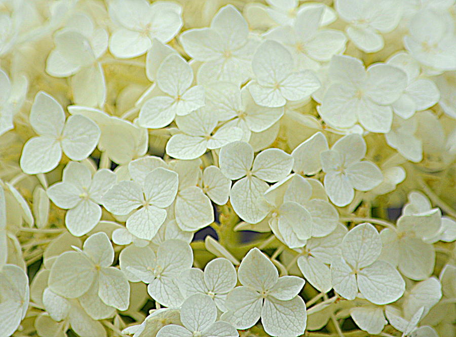 White Hydrangea Photograph by Joan Han
