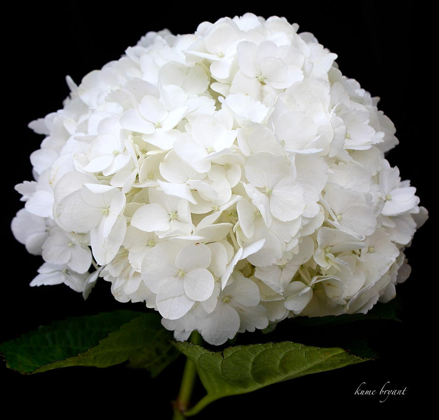 White Hydrangea Photograph by Kume Bryant