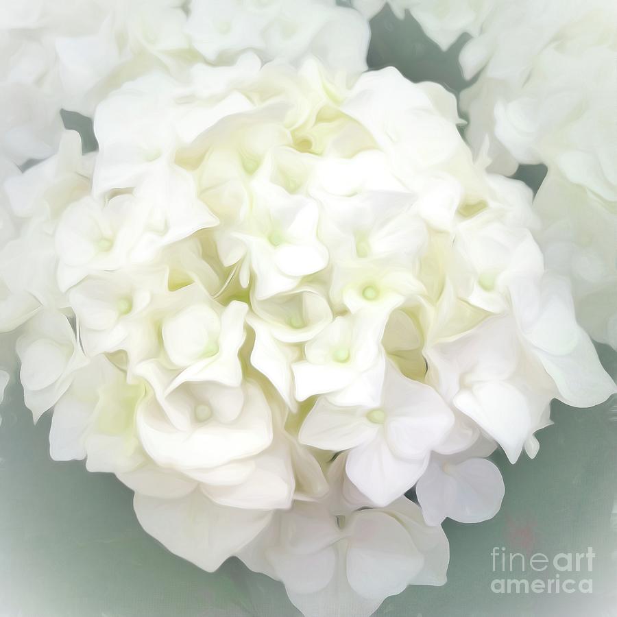 White Hydrangea Photograph by Luther Fine Art