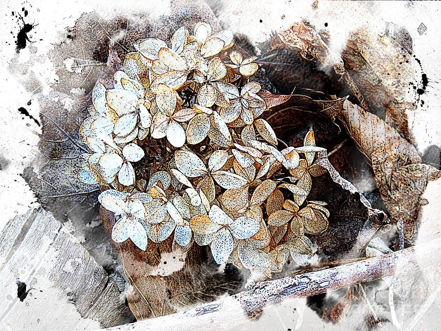 White Hydrangea Photograph by Marcia Lee Jones