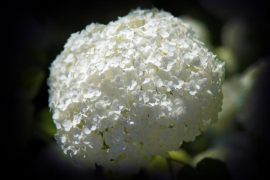 White Hydrangea Photograph by Milena Ilieva