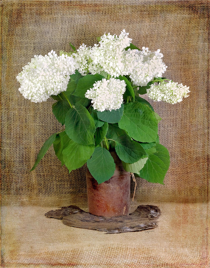 Flower Photograph - White Hydrangea on Burlap by Betty Denise