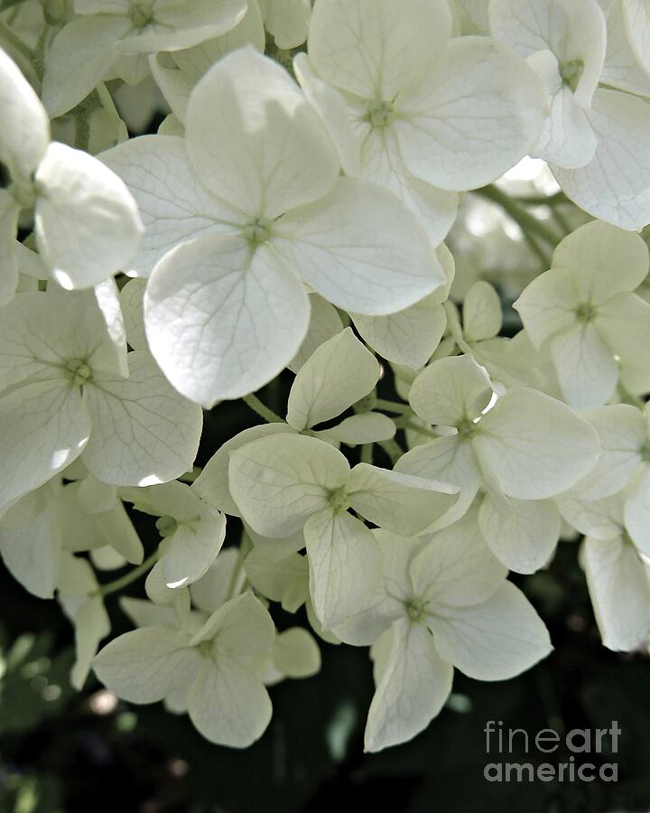 White Hydrangea Photograph by Patricia Strand