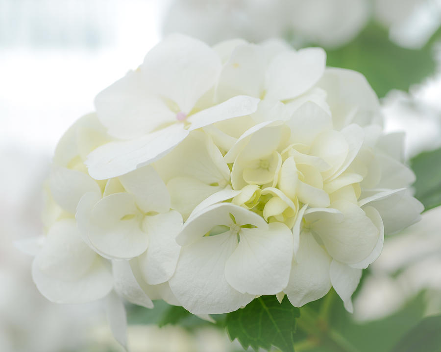 White Hydrangea Photograph by Ronda Broatch