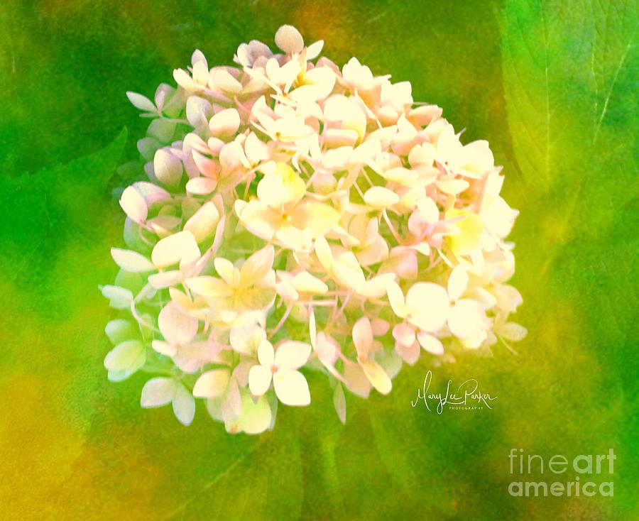  White Hydrangea   Soft Texter Photograph by MaryLee Parker