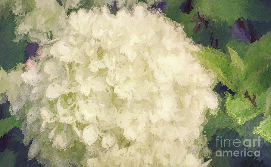 White Hydrangeas - Bring on Spring Series Photograph by Andrea Anderegg