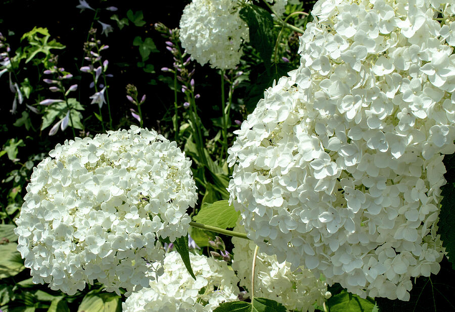 White Hydrangeas Photograph by Denise Harty - Fine Art America