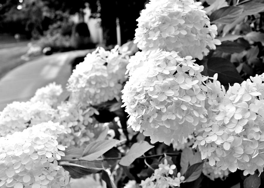 White hydrangeas in BW Photograph by Mary Pille Pixels