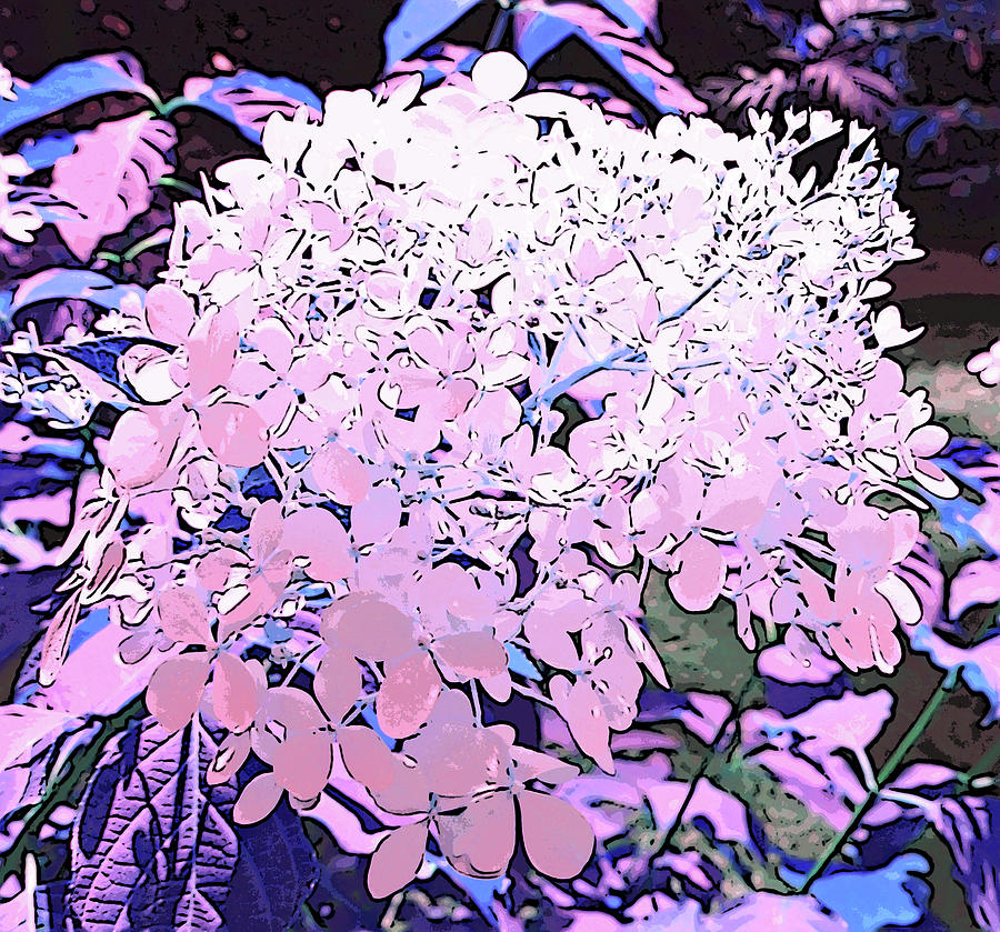 Flower Digital Art - White Hydrangeas on a Sunny Day - Pink Hue by Marian Bell
