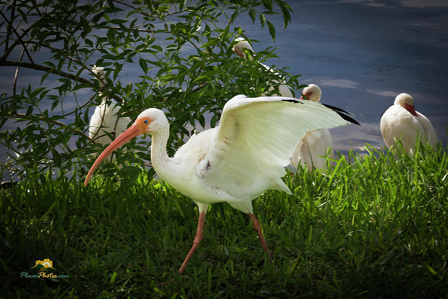 White Ibis 2 Photograph by Jim Thompson