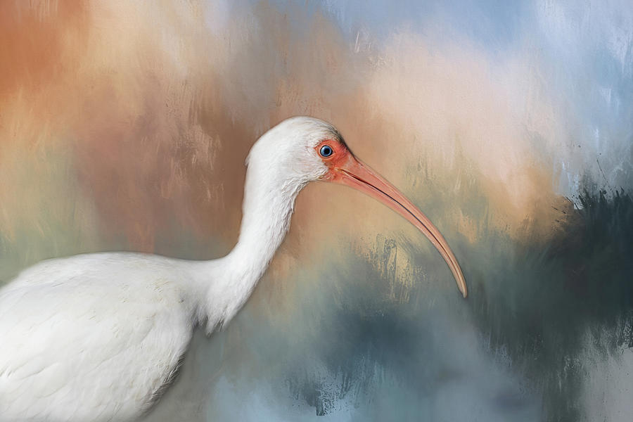 Ibis Photograph - White Ibis - 2 by Kim Hojnacki