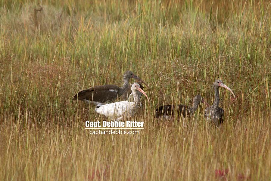 White Ibis Photograph - White Ibis 3455 by Captain Debbie Ritter White Ibis Photograph - White Ibis 3455 by Captain Debbie Ritter