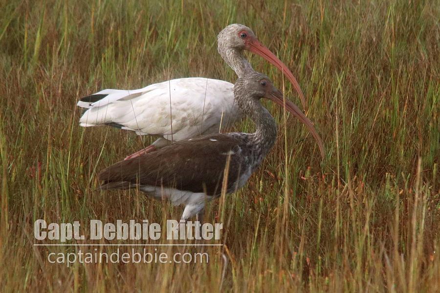 White Ibis Photograph - White Ibis 3457 by Captain Debbie Ritter White Ibis Photograph - White Ibis 3457 by Captain Debbie Ritter
