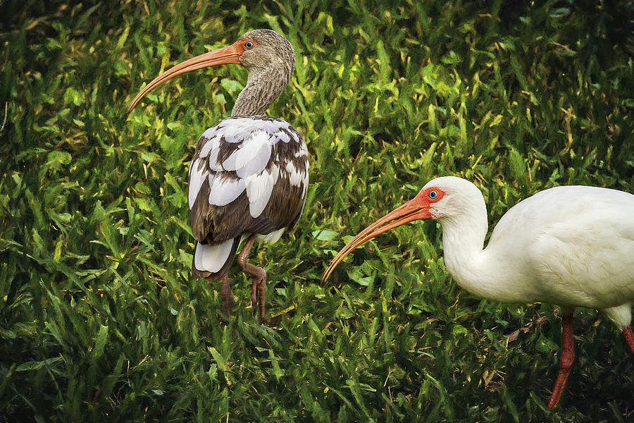 White Ibis - Adult and Juvenile Photograph by Belinda Greb