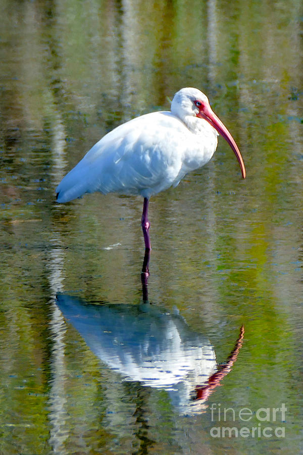 White Ibis and Reflection Photograph by Catherine Sherman