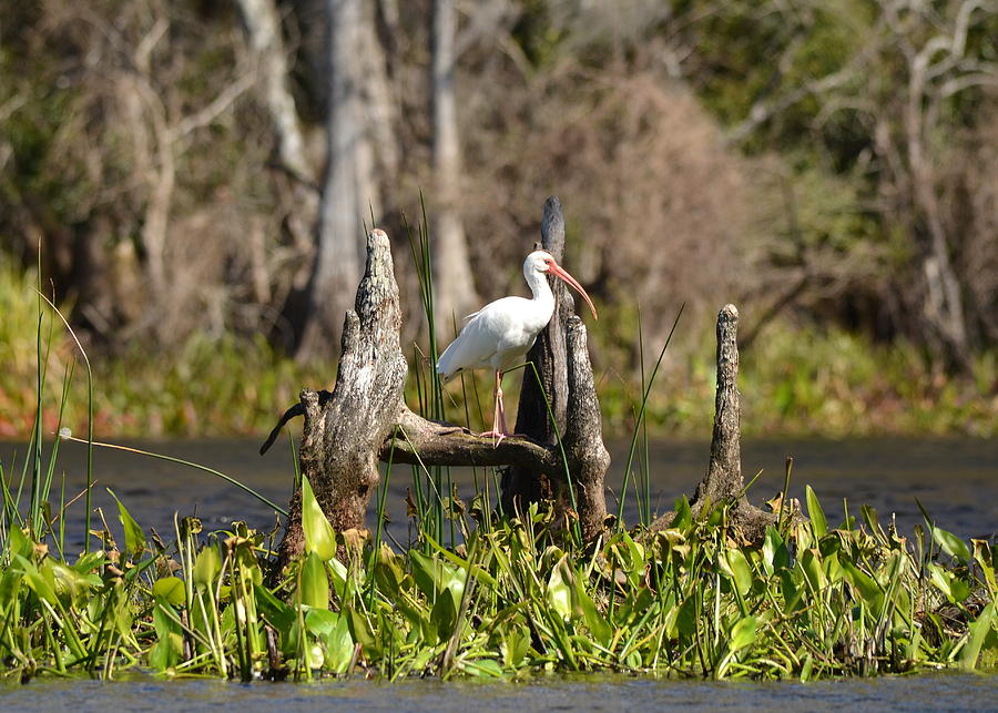 White Ibis at Center Stage Photograph by Carla Parris