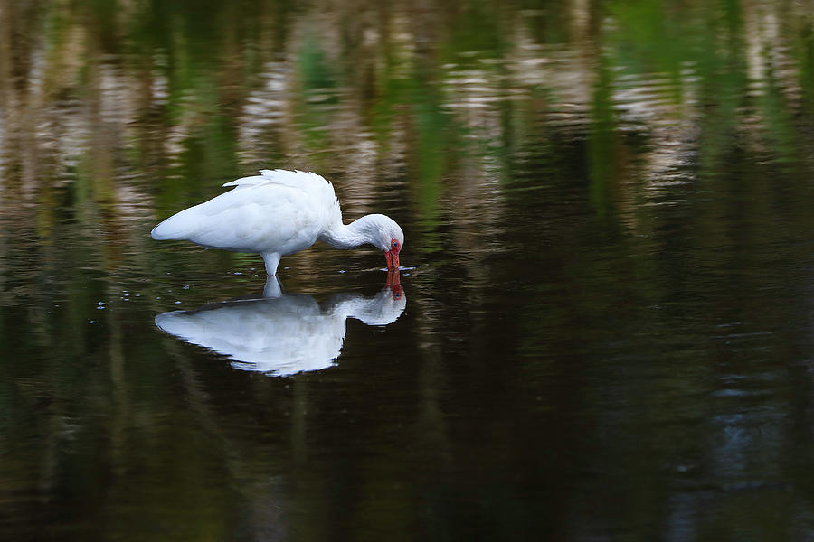 White Ibis at Green Cay Wetlands  Photograph by Juergen Roth