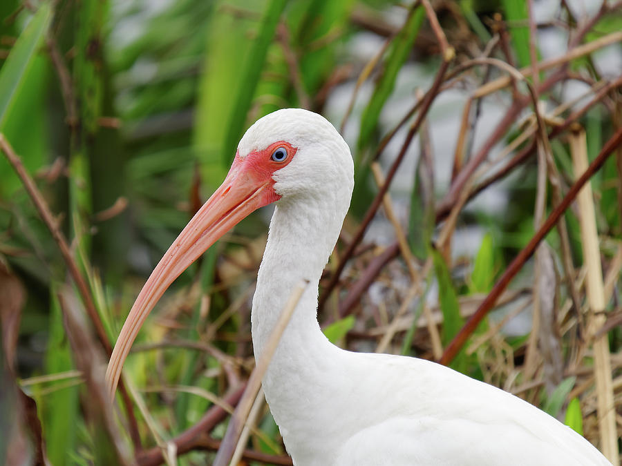 White Ibis Close Up Photograph by Jill Nightingale