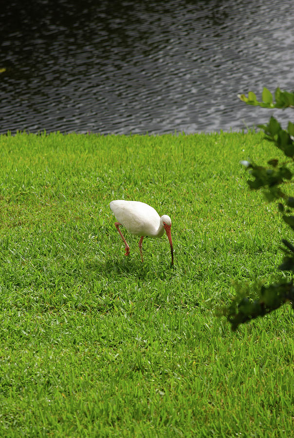 Ibis Photograph - White Ibis Doing Its Thing by William Tasker