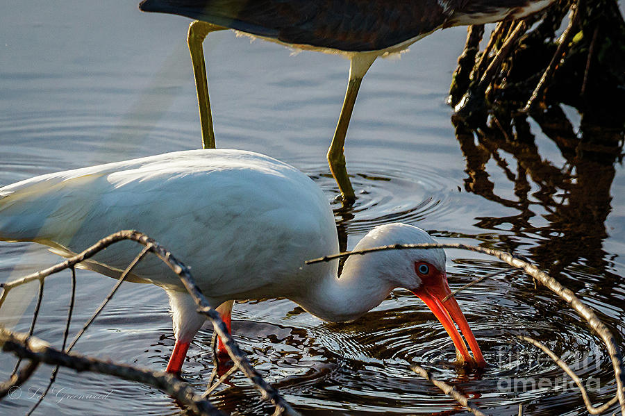 White Ibis eating Photograph by Les Greenwood