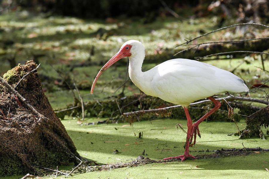 White Ibis Photograph by Gary Wightman