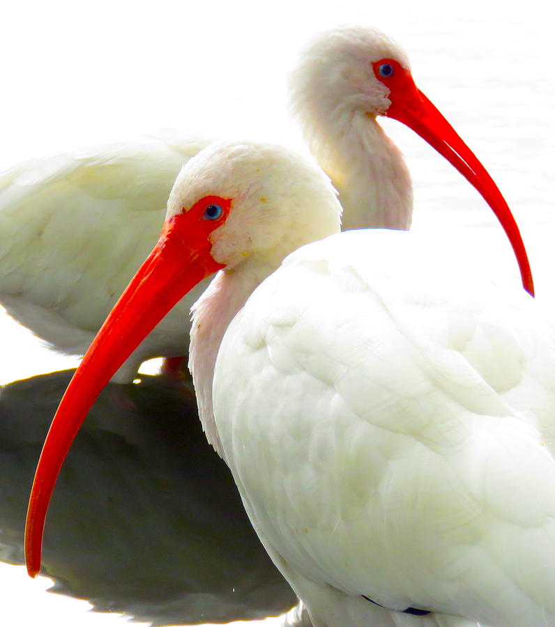 Wildlife Photograph - White Ibis by Gordon Castle