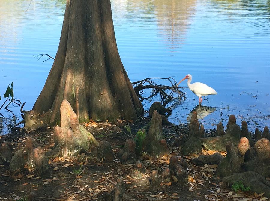White Ibis In Cypress Knees Photograph