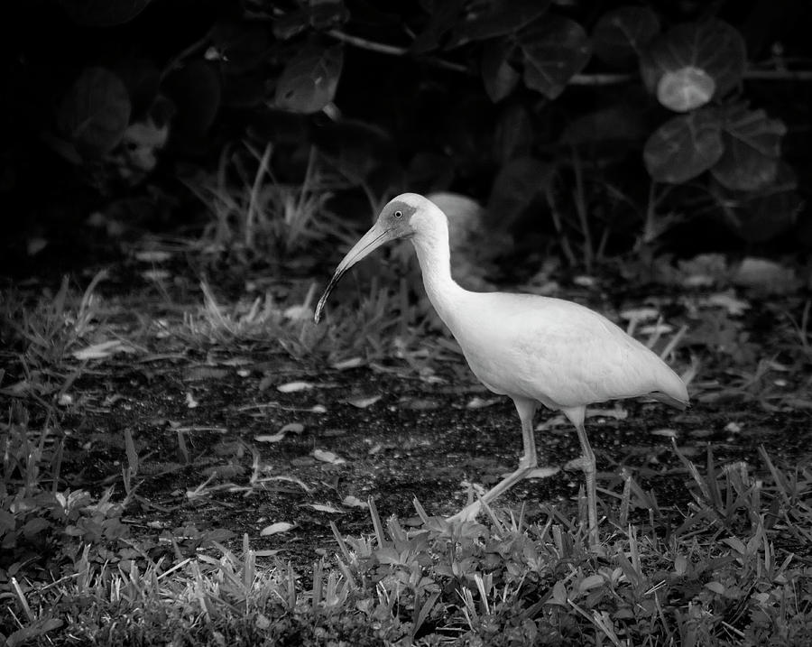 White Ibis In The Grass In Black and White Photograph by Greg and Chrystal Mimbs