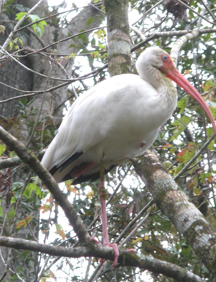 White Ibis Photograph by Jeanette Oberholtzer