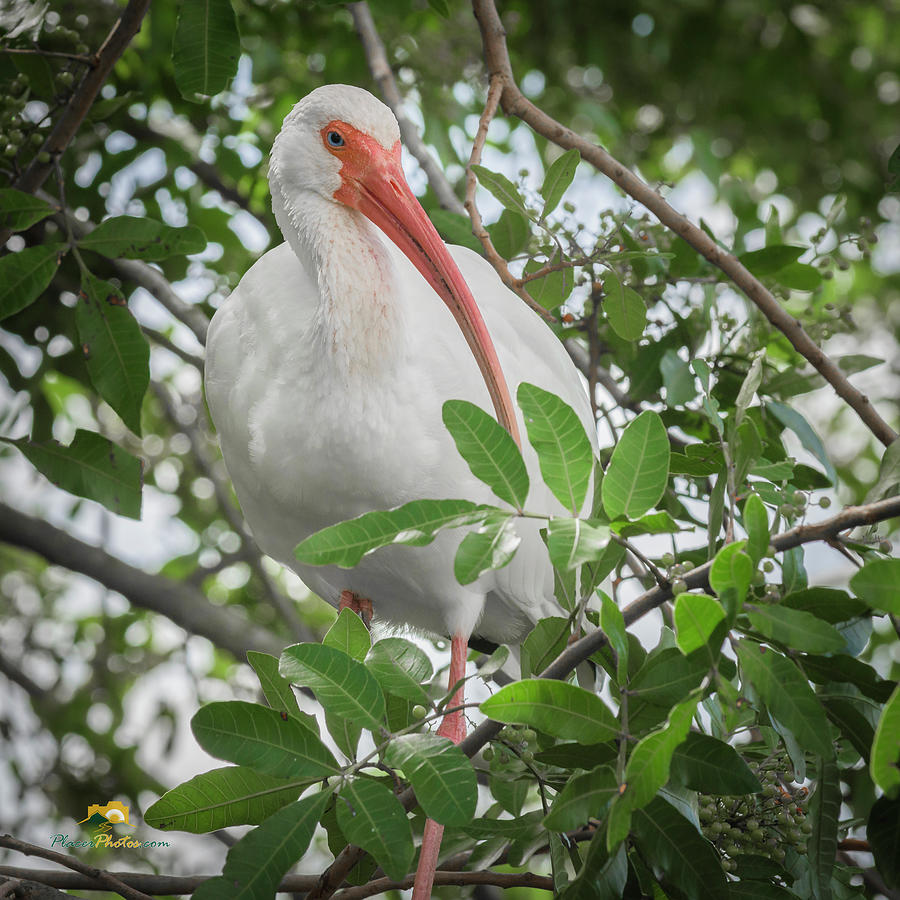White Ibis Photograph by Jim Thompson